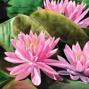 Three Water Lilies Painting, Water Lilies Painting, Pink Water Lilies, Floral Painting, Watercolor Painting