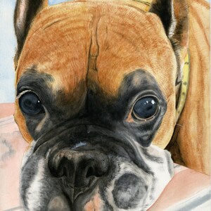 Boxer