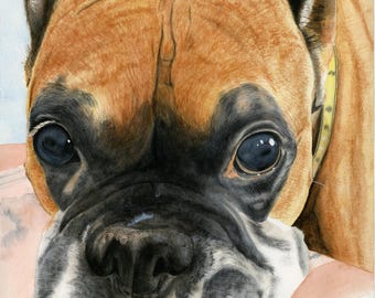 Boxer