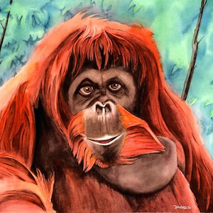 Orangutan Art Print, Rory the Orangutan, Orangutan Watercolor, Animal Watercolor Print