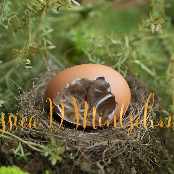 NEWBORN DIGITAL BACKDROP: Sideways Brown Egg In Real Bird Nest