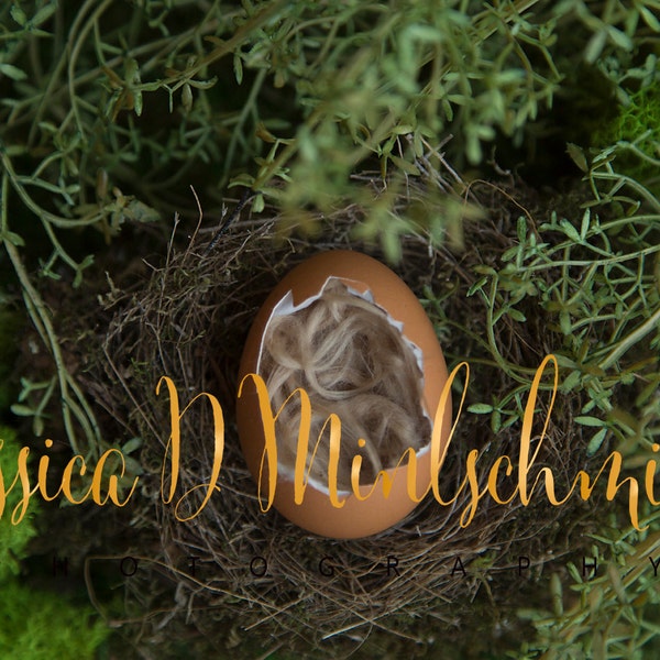 NEWBORN DIGITAL BACKDROP: Brown Egg Backdrop in Real Bird Nest