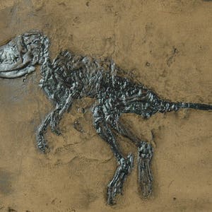Réplica de fóssil de macrocranio de mamífero em qualidade de museu. Fóssil animal, fósseis, impressão, presente extinto esqueleto azulejo azulejos