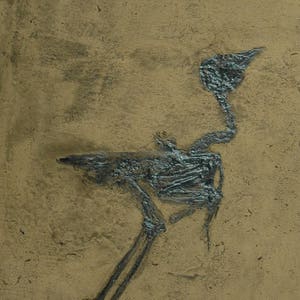 Réplica do pássaro Messelornis cristata (Grube Messel) em qualidade de museu; Fóssil animal, impressão, extinto, fósseis, telha de esqueleto de presente de animais