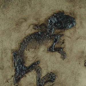 mamífero Miacis Fossil Replica em Qualidade de Museu. Fóssil animal, fósseis, impressão, esqueleto de presente extinto