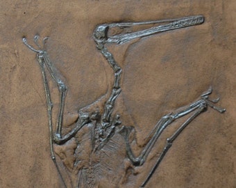 Pterodactylus kochi; pterosaur dino Fossil Replica in Museum Quality. Animal fossils, replica, fossil imprint gift skeleton tile tiles