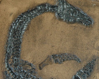 Replica van fossielen van Plesiosaurus-dinosaurus in museumkwaliteit. Dierlijke fossielen, replica, fossiel opdruk cadeau skelet dino dinosaurus Nessie-tegels