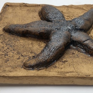 Réplica de estrelas do mar em qualidade de museu; fósseis de animais, impressão de dinossauro, presente de esqueleto, azulejos