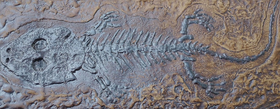 Ichthyostega Amphibian Fossil Replica - Etsy