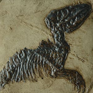 Réplica fóssil de mamífero Leptictidium em qualidade de museu. Fóssil animal, fósseis, impressão, presente extinto esqueleto azulejo azulejos