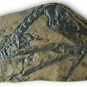 Replica van fossiele dinosaurus Scaphognathus crassirostris in museumkwaliteit. Dierlijke fossielen, replica, fossiel opdruk cadeauskelet