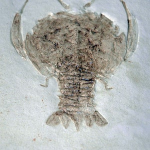 fossil replica Cycleryon crab