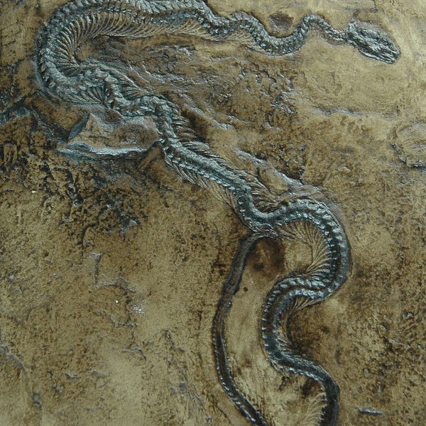 Schlange Fossil aus der Grube Messel; Boa Nachbildung in Museums Qualität; Fossilien Replikat Abdruck Tiere Tierfossilien Tier Reptil Fliese