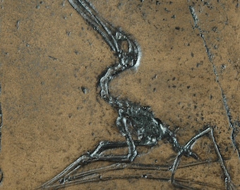 Pterosaur Ctenochasma Pterodactylus Dino Fossil Replica in Museum Quality. Animal fossils, replica, fossil imprint gift skeleton tile tiles