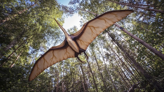 プテロダクティルス・コーチ; 博物館品質の翼竜恐竜化石レプリカ。動物