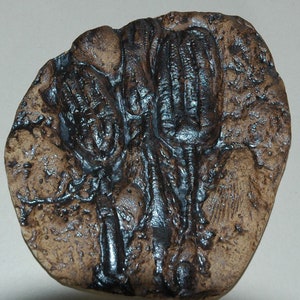 Lirios de mar Crinoideos