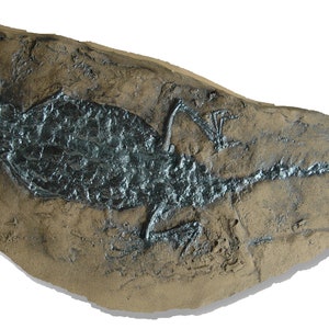 Crocodile fossil replica from Messel Pit