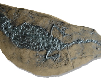 Crocodile fossil replica from Messel Pit
