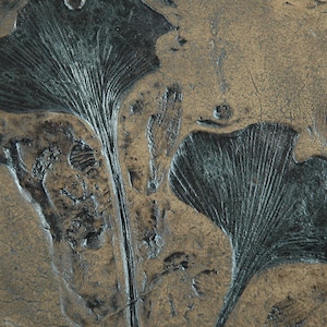 Ginkgo-Fossil Replik in Museums Qualität