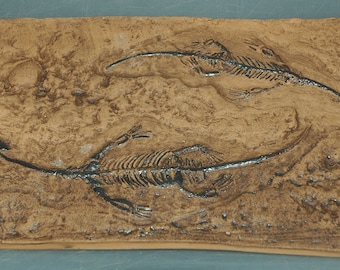 réplique fossile Keichousaurus