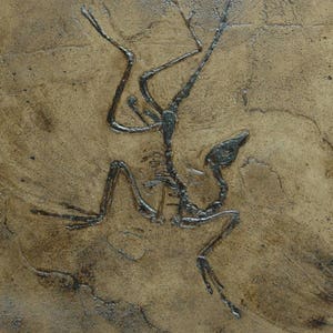 Archaeopteryx Fossil Replica