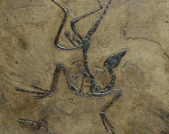 Replica van fossielen Archaeopteryx
