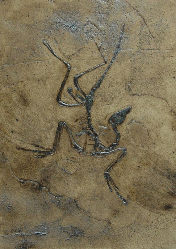 始祖鳥の化石レプリカ - Etsy 日本