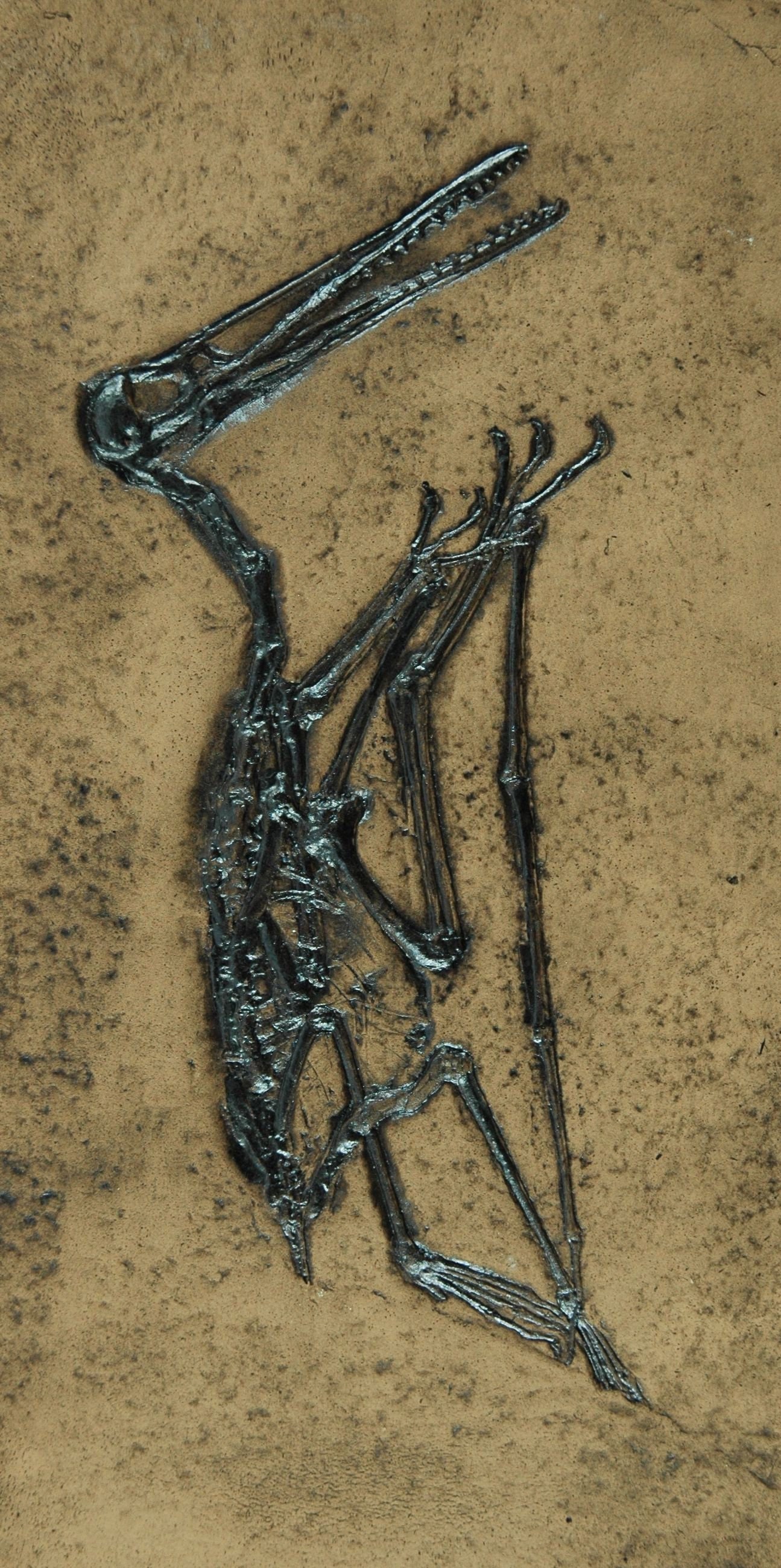Pterosaur Fossil Replica