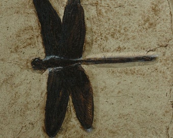 dragon-fly fossil replica