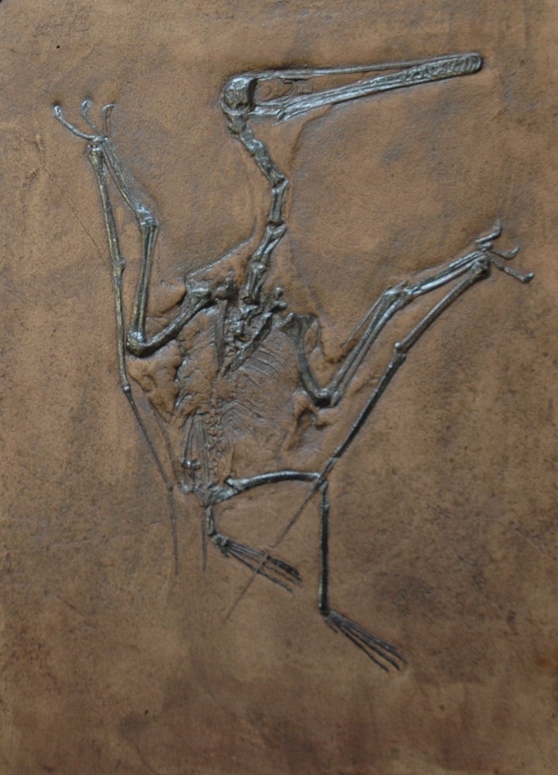 Pterodactylus Kochi Pterosaur Dino Fossil Replica in Museum Etsy UK