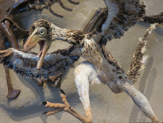 Archaeopteryx Fossil Replica Etsy Australia