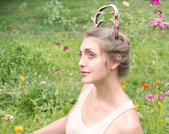 Deer Antlers
