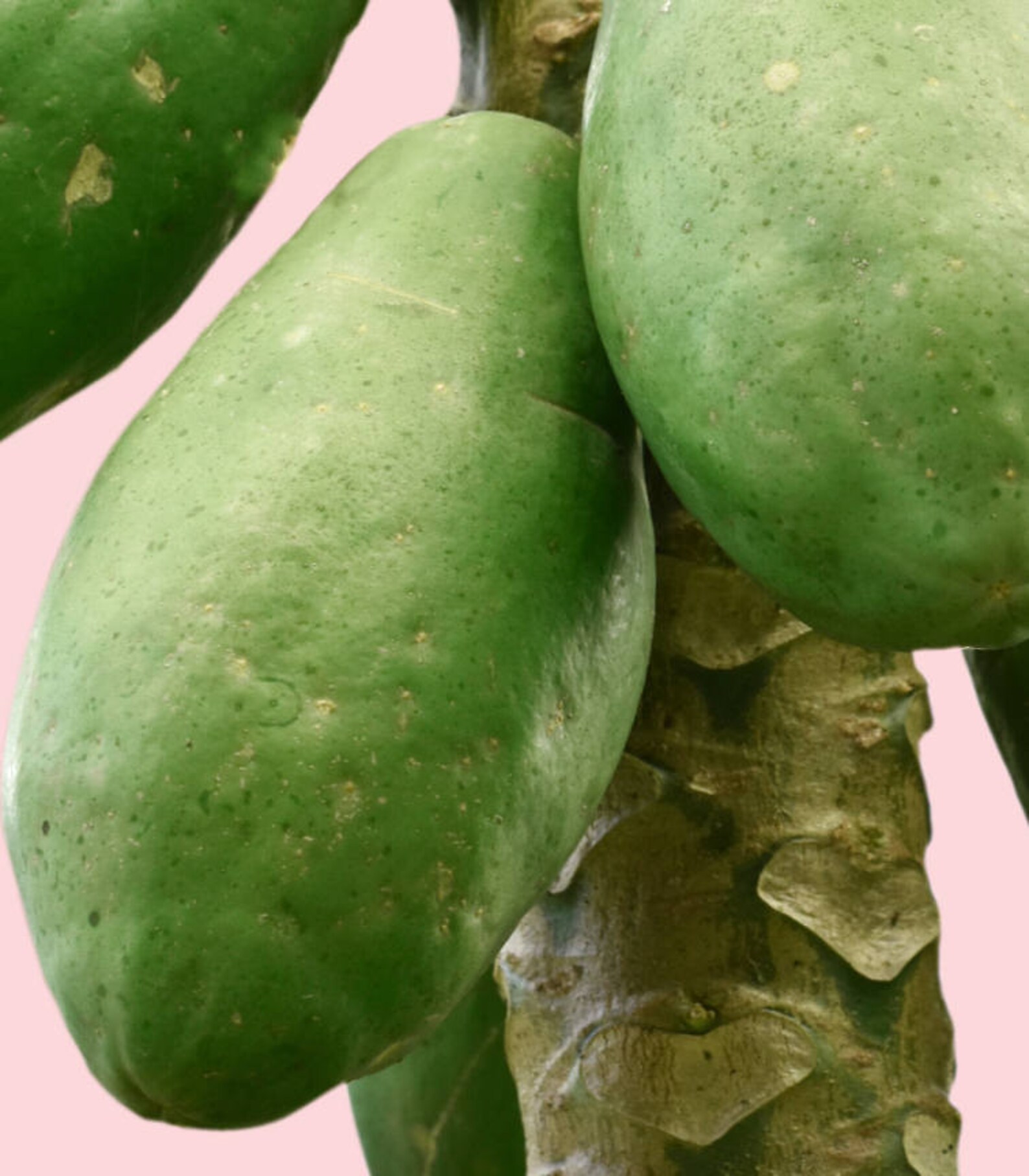 Arte de pared de Papaya arte de la pared de papaw decoración Etsy