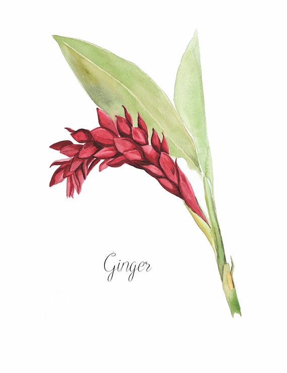 Red Ginger Red Flower Botanical Art Art Print Home Decor Etsy