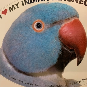 Indian Ringneck (Rose-Ringed Parakeet) Parrot Exotic Bird Vinyl Decal Bumper Sticker