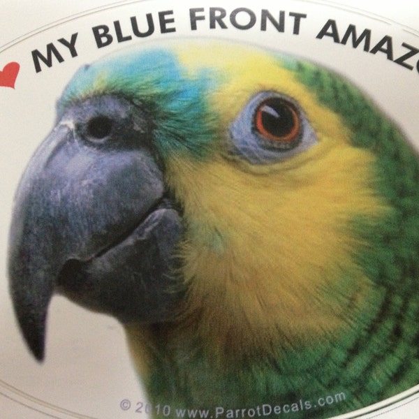 Blue Front Amazon (Turquoise Fronted Amazon) Parrot Exotic Bird Vinyl Decal Bumper Sticker