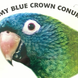 Blue Crown Conure Parrot Exotic Bird Vinyl Decal Bumper Sticker
