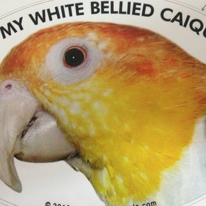 White Bellied Caique Parrot Exotic Bird Vinyl Decal Bumper Sticker