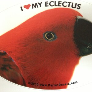 Female Eclectus Parrot Exotic Bird Vinyl Decal Bumper Sticker