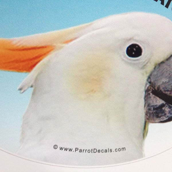 Citron Cockatoo Parrot Exotic Bird Vinyl Decal Bumper Sticker