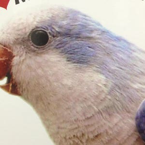 Blue Quaker (Monk Parakeet) Parrot Exotic Bird Vinyl Decal Bumper Sticker