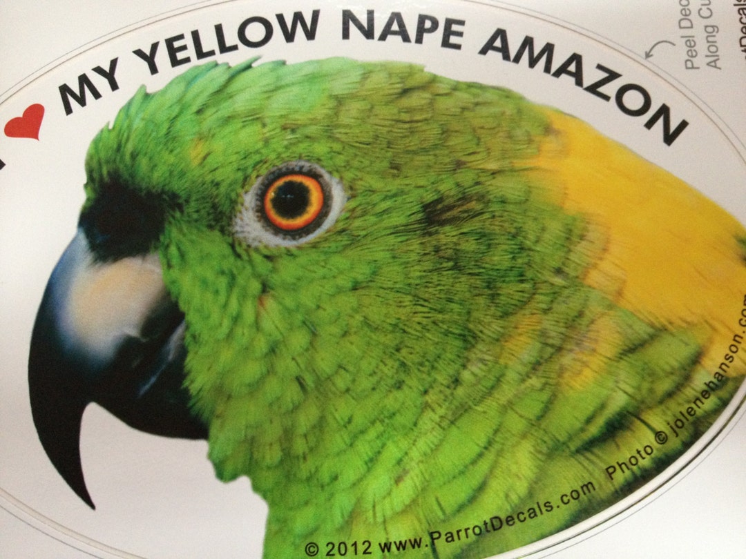 Design Nape Sticker SALE! Yellow Nape Amazon Parrot Exotic Bird Vinyl Decal Bumper Sticker ...