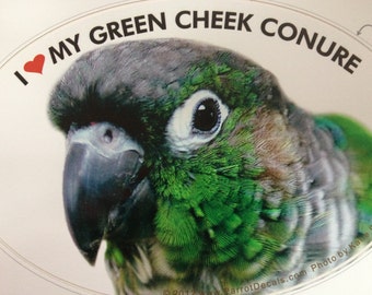 SALE! Green Cheek Conure Parrot Exotic Bird Vinyl Decal Bumper Sticker
