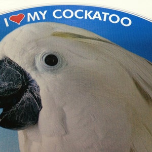 Umbrella Cockatoo (White Cockatoo) Parrot Exotic Bird Vinyl Decal Bumper Sticker