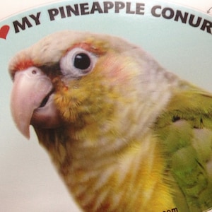 Pineapple Conure Parrot Exotic Bird Vinyl Decal Bumper Sticker