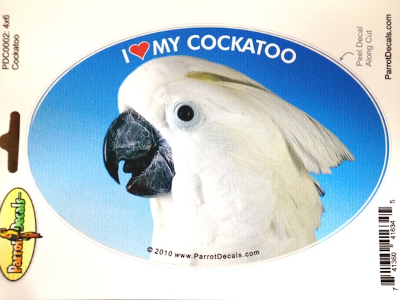 paraguas Cacatúa Parrot Pájaro exótico Vinilo Etsy España