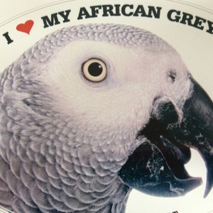 Congo African Grey Parrot Exotic Bird Vinyl Decal Bumper Sticker