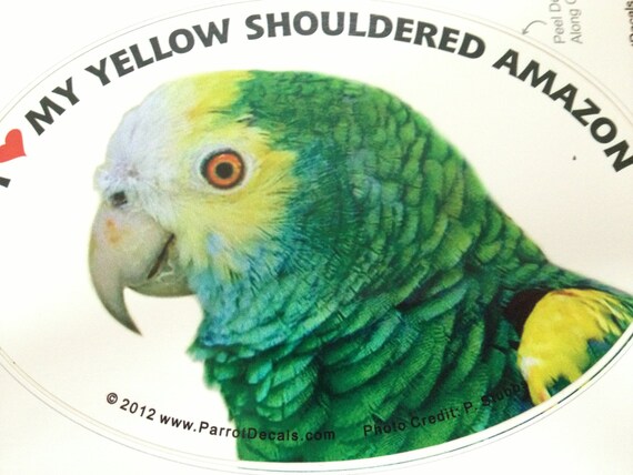 Lilac Crowned Amazon Parrot Exotic Bird Vinyl Decal Bumper Sticker