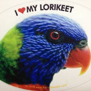 Rainbow Lorikeet Parrot Exotic Bird Vinyl Decal Bumper Sticker