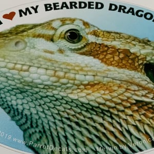 May include: A close-up of a bearded dragon's face. The dragon has a light blue and brown patterned skin. The image has the text "I ❤ MY BEARDED DRAGON" and "©2019 www.ParrotDecals.com Melvin by Veronica Manska".